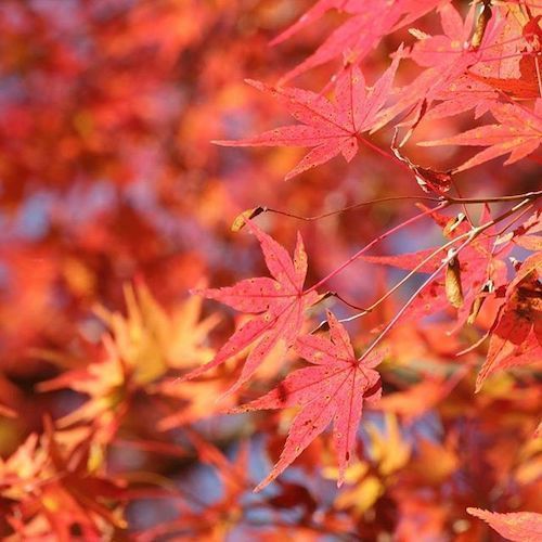 紅葉の季節.jpg